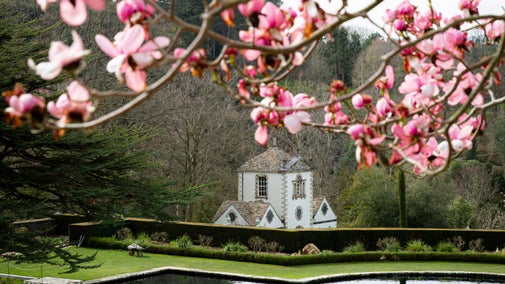 Blodau pinc llachar magnolia yn blodeuo uwchben y Terasau gyda'r Felin Binnau i lawr yn y cefndir